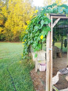 a chicken coop with a bird in it next to a tree and grass covered yard