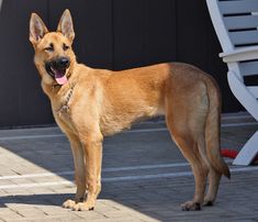 a large brown dog standing on top of a brick floor next to a white chair