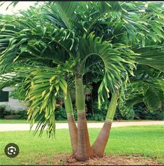 two palm trees in the middle of a field