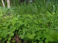 some green plants are growing in the grass