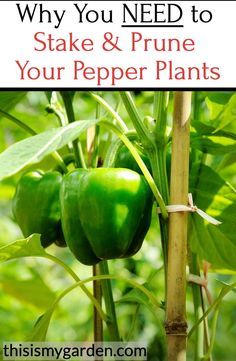 green peppers growing on a plant with the words why you need to stake & prune your pepper plants