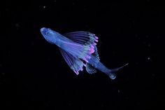 a blue and purple fish floating in the dark water at night with its wings spread out