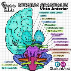 an image of a diagram of the human brain and its major areas, including the cerebratorys