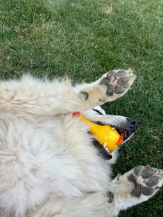 a white dog laying on its back with a yellow toy in it's mouth