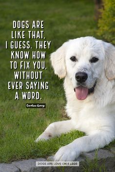 a white dog laying in the grass with a quote about dogs are like that i guess they know how to fix you, without ever saying a word