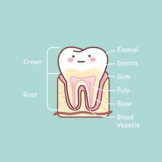 Dentist Illustration, Tooth Anatomy, Dentist Cartoon, Cartoon Tooth, Dental Pictures, Dental Wallpaper, Dental Assistant Study, Teeth Anatomy, Teeth Illustration