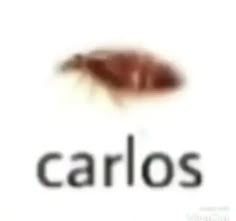 the word carlos is in front of a photo of a bed bug