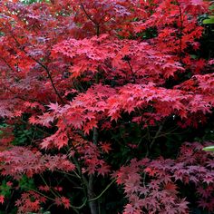 red leaves are growing on the tree outside