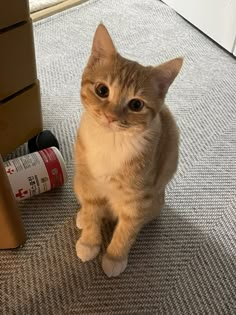 an orange and white cat sitting on the floor next to a cardboard box with a screwdriver