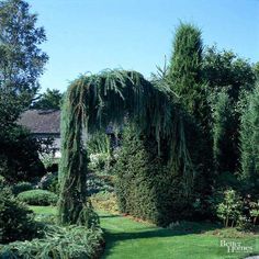 a lush green garden with lots of trees