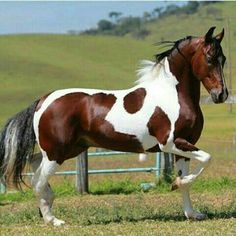 a brown and white horse standing on top of a grass covered field next to a fence