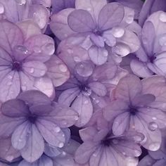 purple flowers with water droplets on them