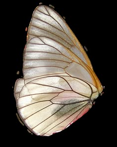 a white and gold butterfly flying through the air