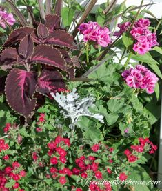 some pink and purple flowers in a garden