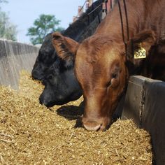 two cows are eating hay in their pen