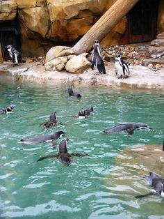 many penguins are swimming in the water near rocks