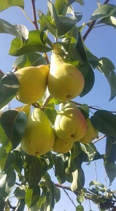 several pears growing on the branches of a tree