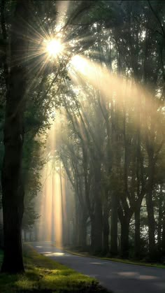 sunbeams shine through the trees on a foggy day