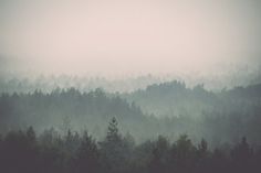 a foggy forest filled with lots of trees