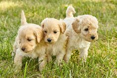 three puppies are standing in the grass