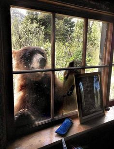 a bear is looking out the window at another bear in the woods behind it,