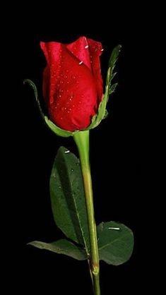 a single red rose with water droplets on it's petals and green leaves in front of a black background