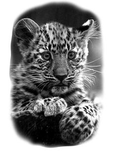 a black and white photo of a baby leopard