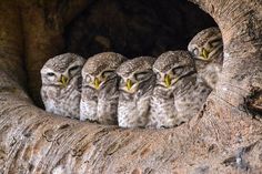 five owls are sitting in a tree with their eyes open