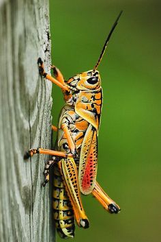 a close up of a grasshopper on a wooden post with green background and yellow stripes