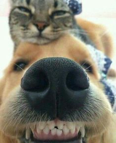 a close up of a dog's nose with a cat on top of it