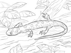 a drawing of a gecko in the water