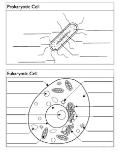 an animal cell diagram with labels and diagrams