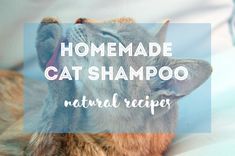 a cat laying on top of a bed with the words homemade cat shampoo natural recipe