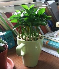 a potted plant sitting on top of a wooden table next to a book shelf