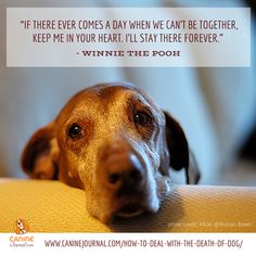 Dogs Never Die, They Are Just Sleeping In Your Heart. Our dogs bring so much companionship, support, and love into our lives that it's natural to grieve when a dog dies. Vizsla Dog, Dog Care, Pet Grooming, Dog Life, On Earth