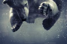 two polar bears swimming in water with bubbles on the bottom and one bear looking up