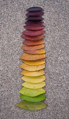 a group of different colored leaves sitting in the middle of a row next to each other