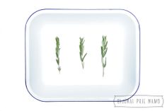 three green plants on a white plate with blue trim around the edges and bottom edge