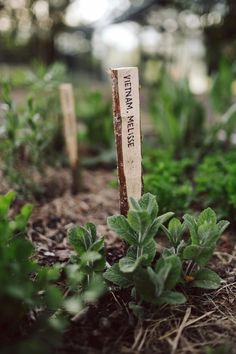 there is a small sign in the middle of some plants that are growing out of the ground