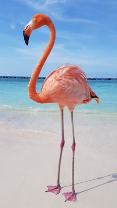 a pink flamingo standing on top of a sandy beach next to the ocean and blue sky