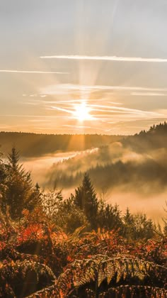 the sun is shining through the foggy forest