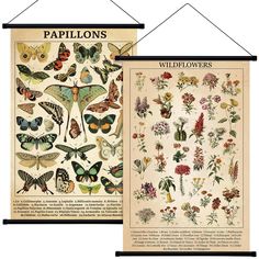 two butterflies and flowers are hanging on the wall next to an old book with pictures of them