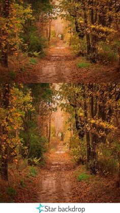 two pictures of trees with leaves on them and the words star back drop above it