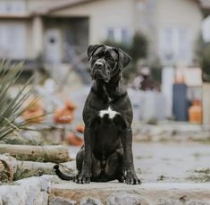 a large black dog sitting on top of a stone wall