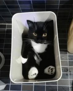 a black and white cat sitting in a bath tub