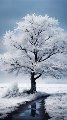 a lone tree stands in the middle of a snowy field with water running through it