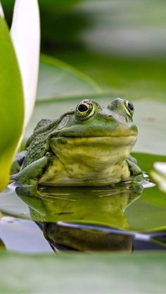 a green frog sitting on top of a lily pad