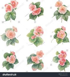 pink roses with green leaves and buds on white background, watercolor painting stock photo