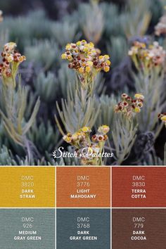 the color scheme for some plants with different colors