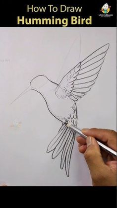 Hummingbird Illustration Drawing, Hummingbird Coloring Pages For Adults, Hummingbird Pencil Drawing, Hummingbird Easy Drawing, Drawing A Hummingbird, Humming Bird Drawing Realistic, Humming Bird Painting Acrylics Easy, How To Paint A Hummingbird, How To Draw A Hummingbird